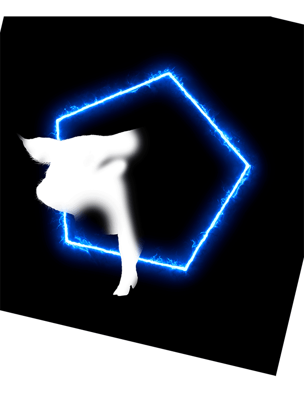 豬