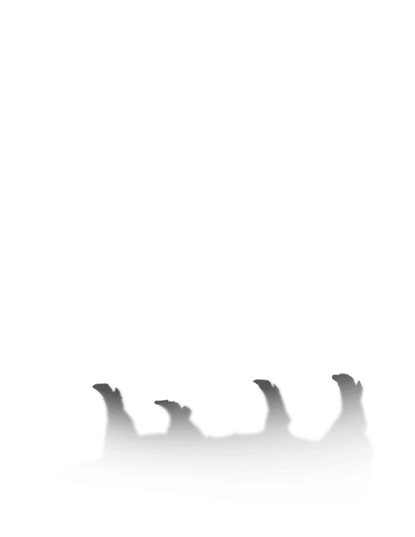 豬